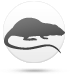 Пацук